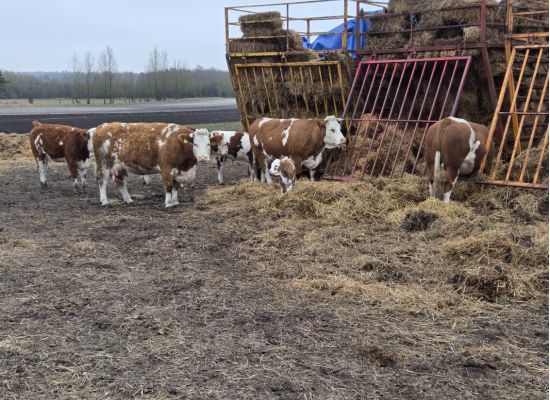 Biodynamisk oksekød fra Højbo i Brande