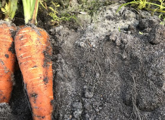 Biodynamiske grøntsager dyrket i levende jord