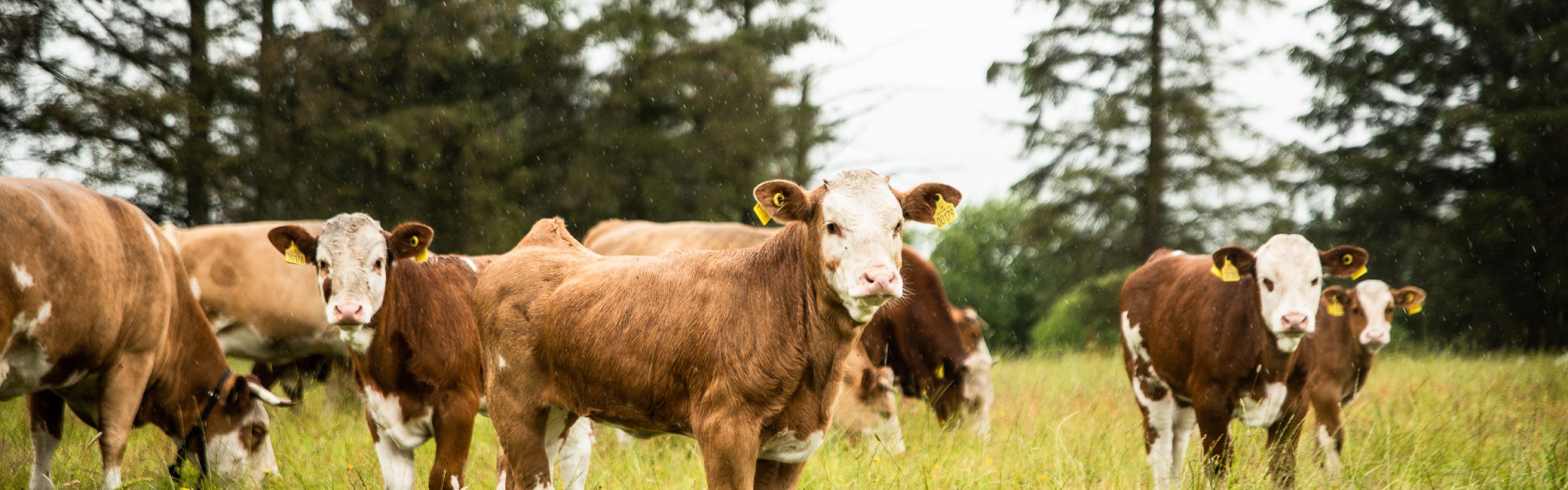 Køer på græs i det biodynamiske landbrug på Højbo i Brande