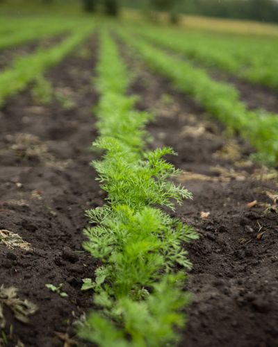 Levende jord i det biodynamiske landbrug og filosofien bag