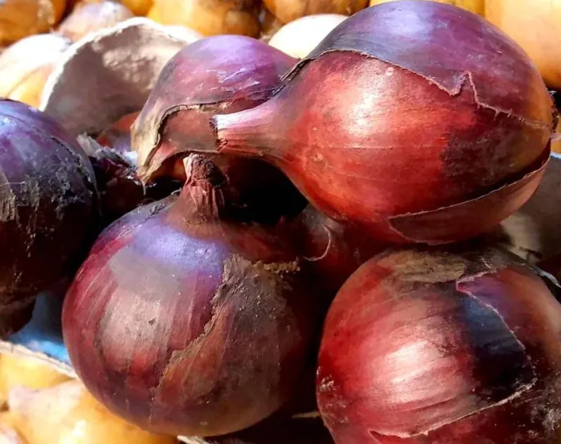 Rødløg 1 kg.